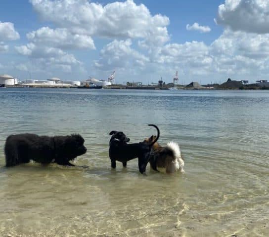 davis island beach