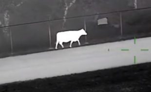 Cow In Florida Airport