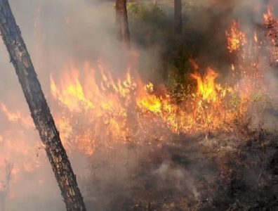 Pasco County: Prescribed Burn Planned For Starkey Wilderness Preserve Today