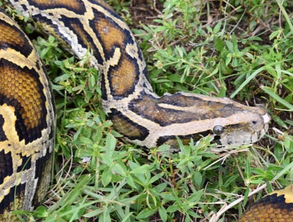 Florida Python Challenge