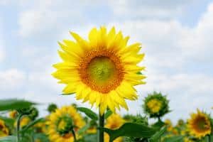 Sunflowers Are Not Commonly Used At Weddings