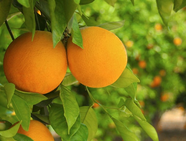 Florida Oranges (US/IFAS)