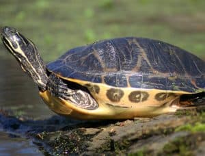 Florida Man's Illicit Turtle Smuggling Saga Exposed