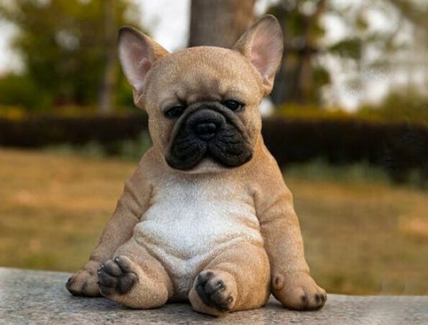 French Bulldog Puppy (File)