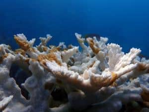 5 dead coral at sombrero reef