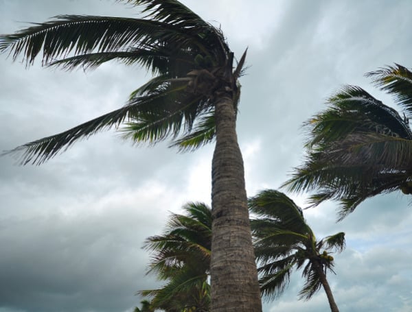 Palm Trees Blowing As Hurricane Idalia Approaches.