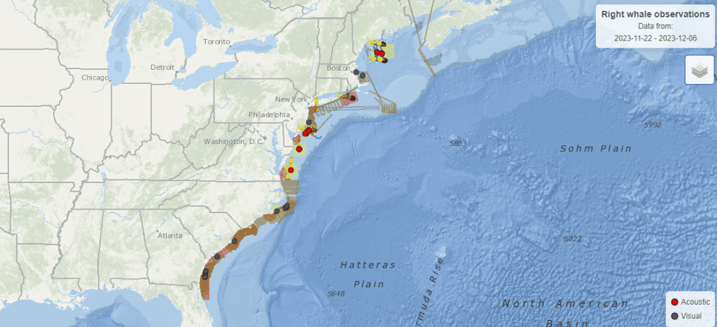 The North Atlantic right whale (FWC)