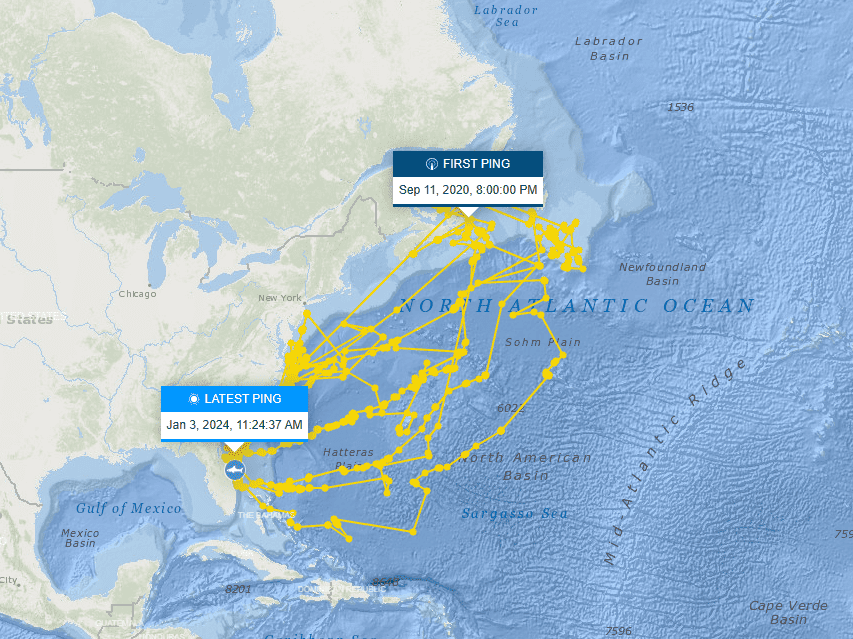 10-Foot Great White Shark 'Penny' Detected Near Florida's Fort