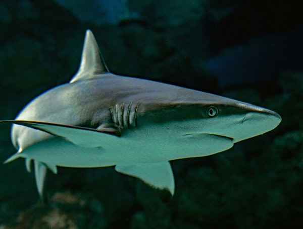 Reef Shark (Unsplash)