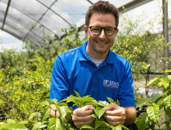 2. Felipe Ferrao, a UF/IFAS assistant research scientist, is shown with coffee plants in a greenhouse. Courtesy, Cat Wofford, UF/IFAS photography.