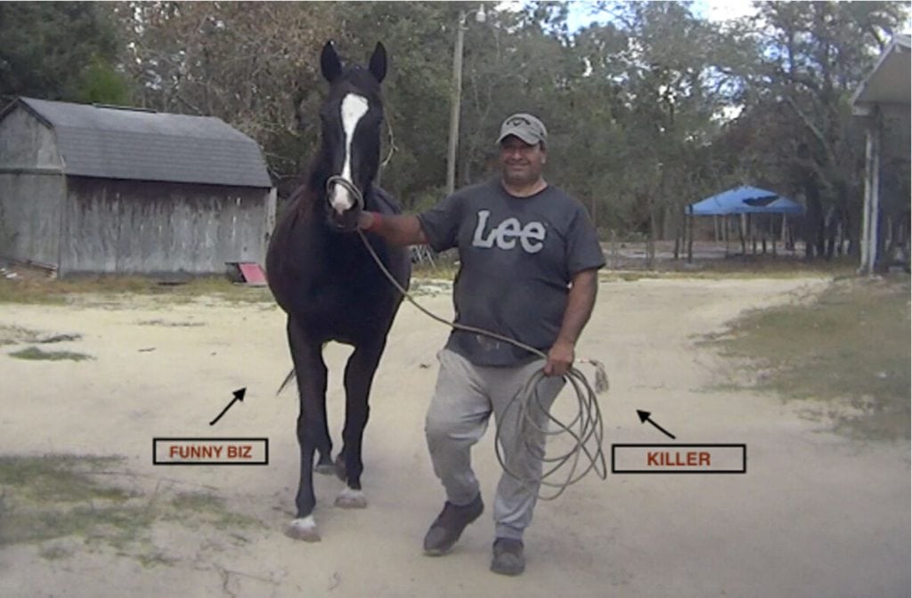 Florida Slaughterhouse Abandoned After Race Horse Brutely Killed, Slaughtered For Meat (ARM)