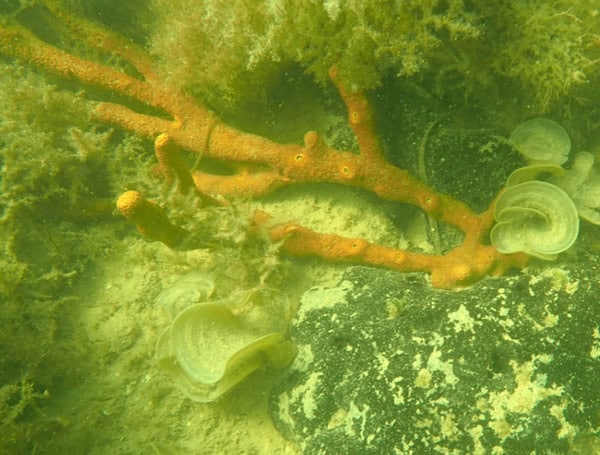 2. A sheepswool sponge, an orange branching sponge and a starlet coral off the coast of Hernando County. Courtesy, Josh Patterson, UF/IFAS