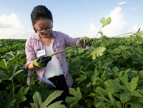 Xiaoying Li evaluates for nematodes and soilborne diseases in a Homestead okra field. Photo taken by Cat Wofford, UF/IFAS Photography