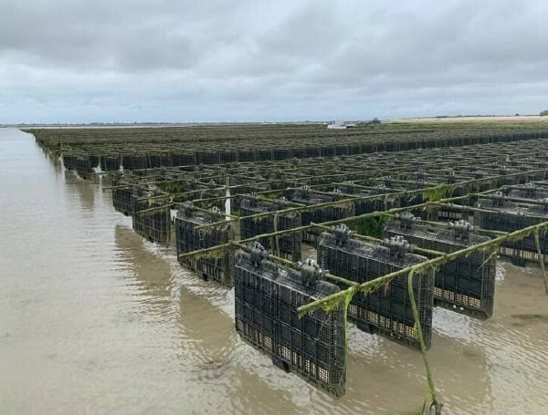 Oyster roll bag farming technology. Credit: Courtesy, Grainocean International