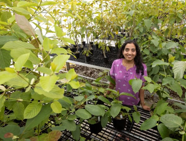 Satya Swathi Nadakuduti among the kratom plants she is studying. (Tyler Jones, UF/IFAS)