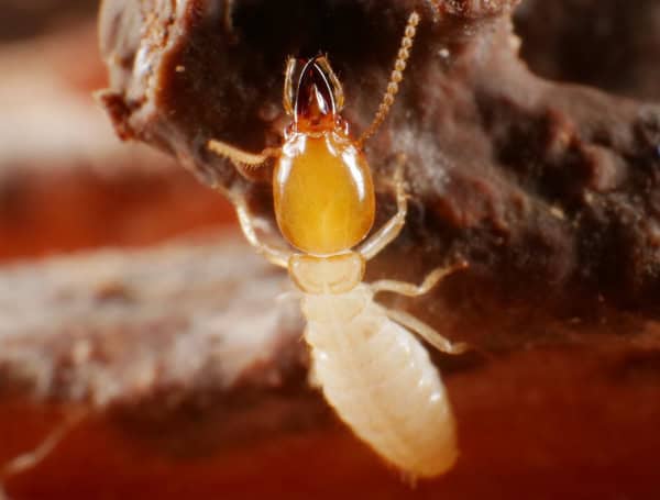 Coptotermes gestroi, commonly known as the Asian subterranean termite is a small species of termite that lives underground. Credit: UF/IFAS Thomas Chouvenc