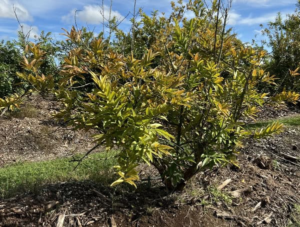 Hajihassani’s team sampled 15 guava orchards in Homestead and uncovered a widespread presence of the root-knot nematode Meloidogyne enterolobii across 80% of the sampled orchards. New control methods are being devised. Photos courtesy Abolfazl Hagihassani