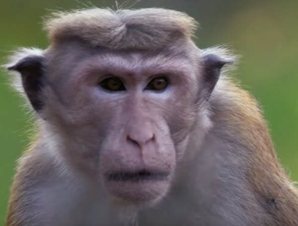 Macaque monkey (YouTube)