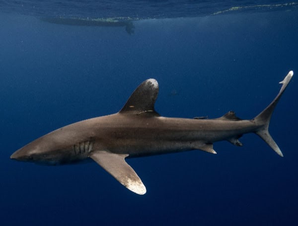 Whitetip Shark (NOAA Fisheries)