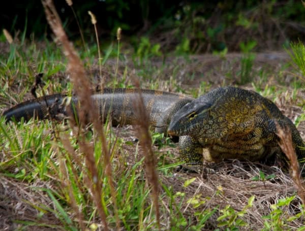 Nile Monitor (UF/IFAS)