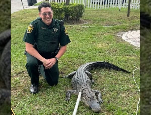 Rookie Polk County Deputy Helps Wrangle Gator In Lakeland On Third Day Of Patrol (Jacob Shirah)