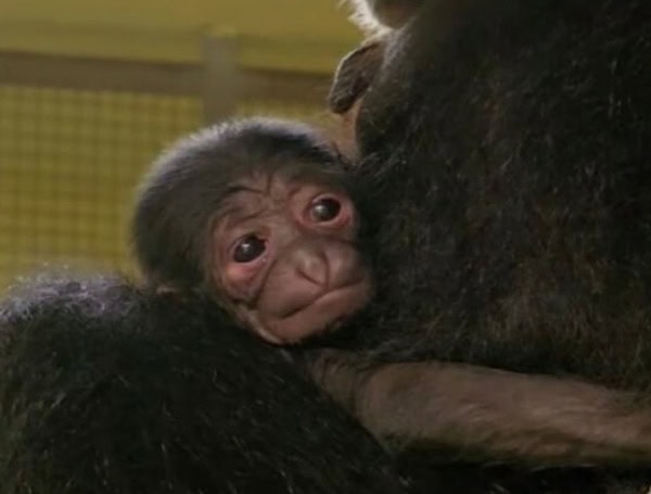 ZooTampa Welcomes Adorable Endangered Siamang Baby!