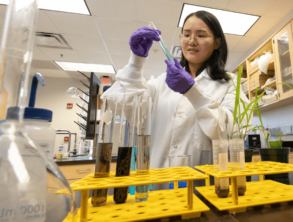 Xiaoping Xin, postdoctoral research associate, works in a UF/IFAS laboratory at the Indian River Research and Education Center. (Tyler Jones, UF/IFAS)