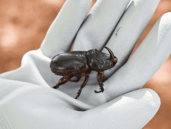 Coconut rhinoceros beetle