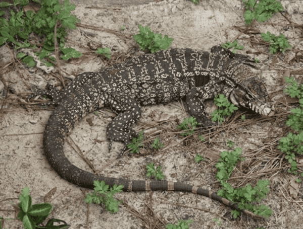 Argentine black and white tegu – one of the invasive reptiles in the study. Courtesy Florida Fish and Wildlife Conservation Commission