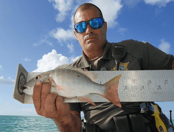 Two Cited For Undersized Fish And Stone Crab In Islamorada