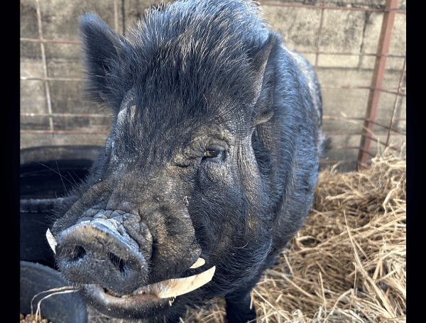 Pasco Deputies Find Lost Potbellied Pig In Dade City