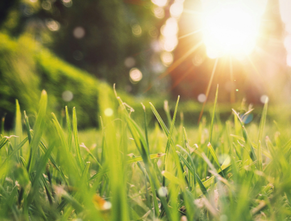 Spring Weather, Grass (Unsplash)